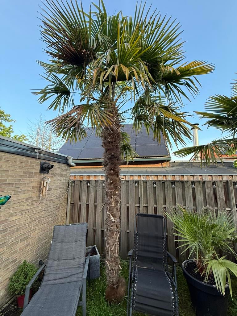Palm winterhard, Tuin en Terras, Bloembollen en Zaden, Ophalen of Verzenden, Gehele jaar, Volle zon