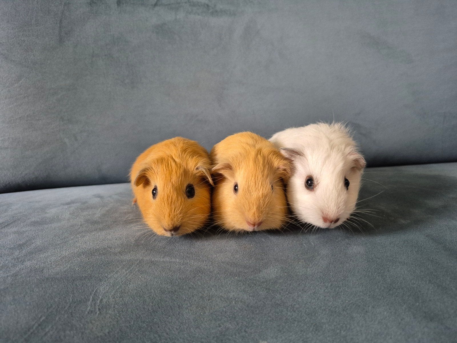 Baby cavia's créme, Dieren en Toebehoren, Knaagdieren, Cavia, Juni, Mannelijk, Tam