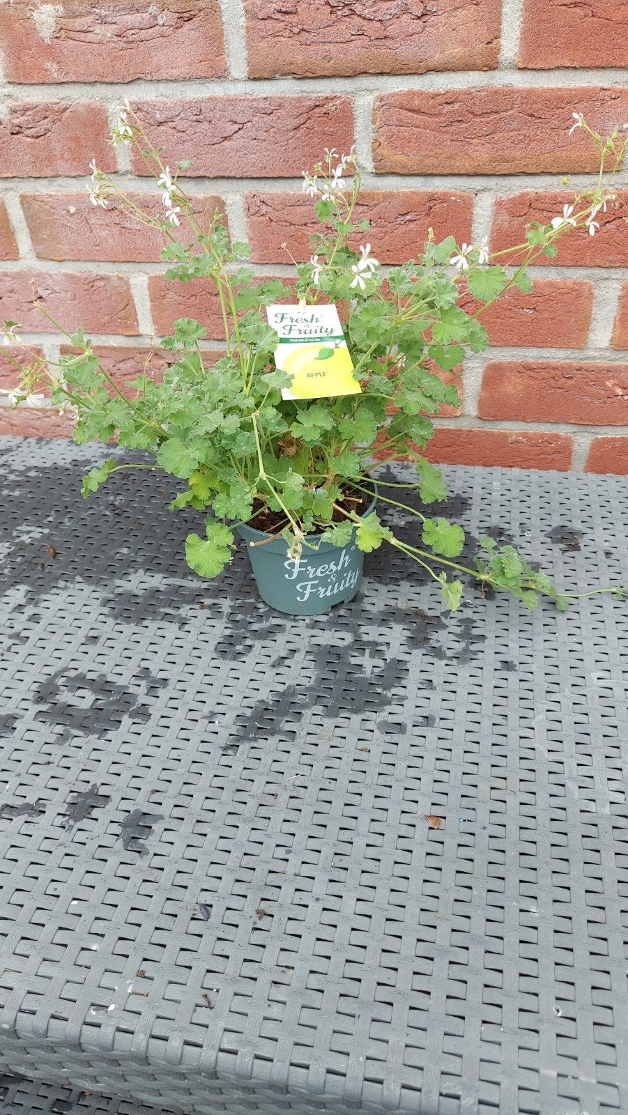 Geranium Appelgeur, Tuin en Terras, Planten | Tuinplanten, Overige soorten, Volle zon, Ophalen