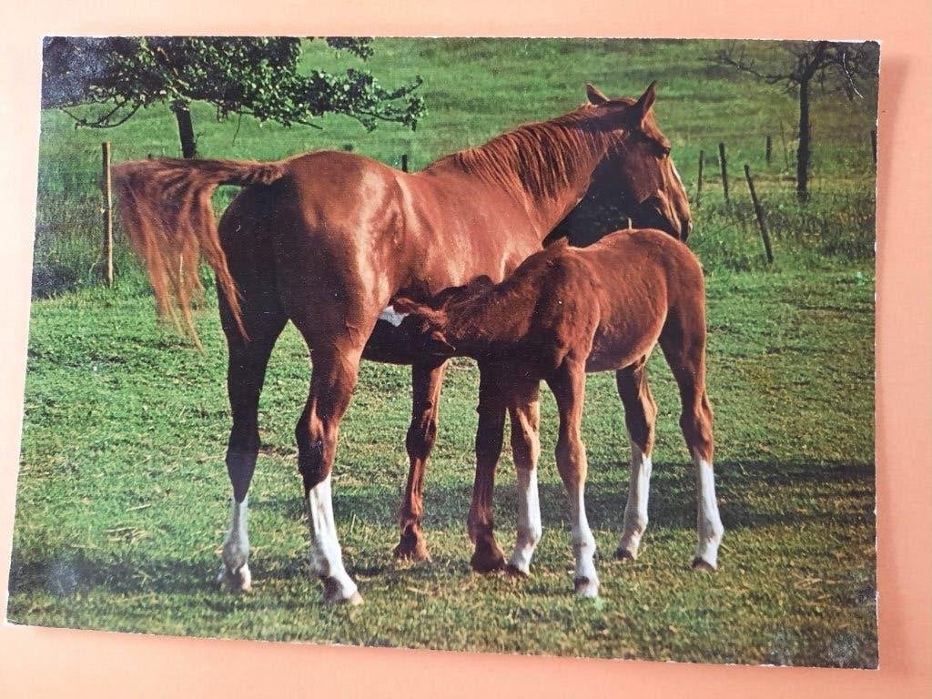 ansichtkaart kaart paard veulen, Verzamelen, Ophalen, 1980 tot heden, Ongelopen, Paard