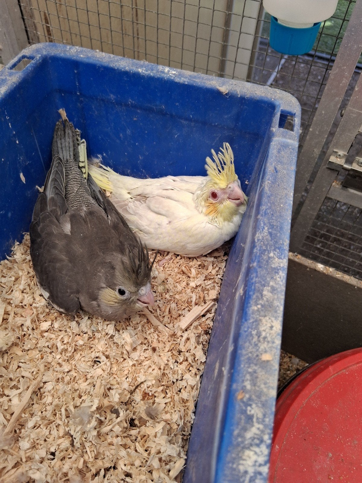 Jonge valkparkieten om tam te maken, Dieren en Toebehoren, Vogels | Parkieten en Papegaaien, Geslacht onbekend, Parkiet, Tam