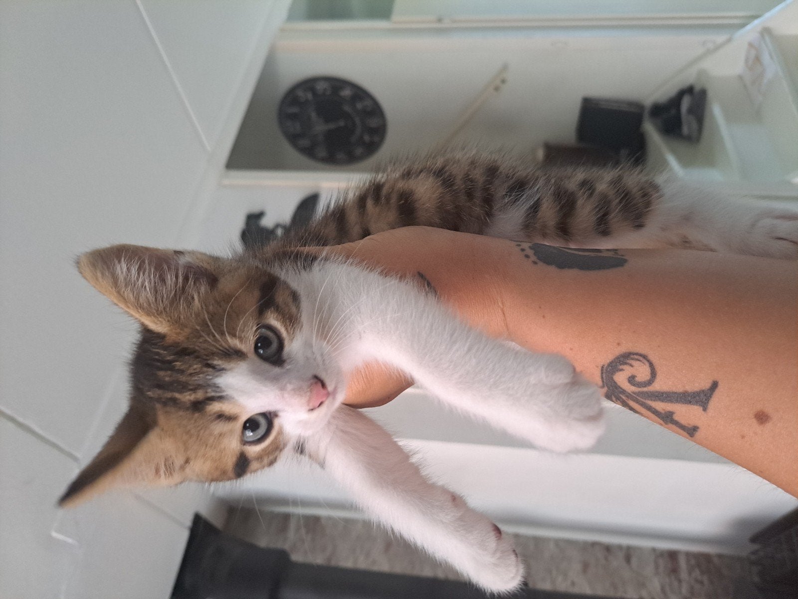 2 Kittens, 10 weken oud, mogen weg, Meerdere dieren, Kortharig, 0 tot 2 jaar