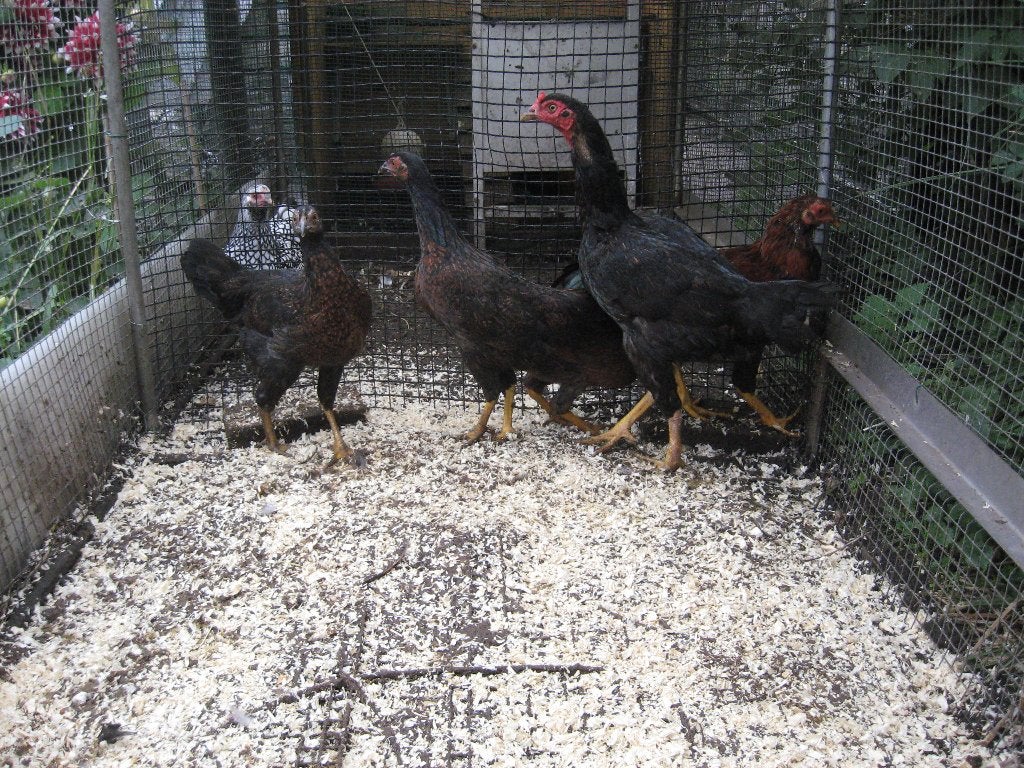 5 Shamo vechthoenders, Meerdere dieren, Kip
