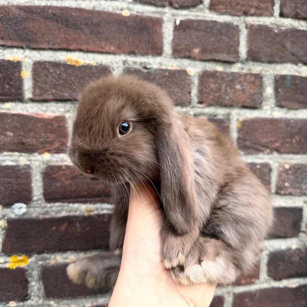 Lieve chocolade bruine Franse Hangoor rammen - BramsRabbits, Mannelijk, Groot, Hangoor