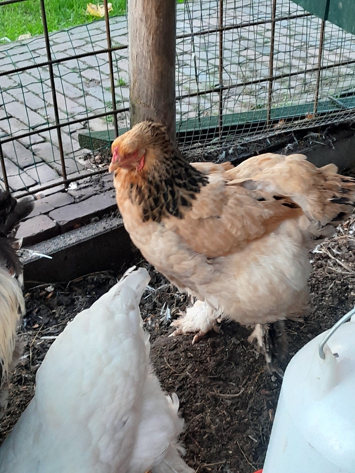Brahma hennen, Dieren en Toebehoren, Vrouwelijk, Kip