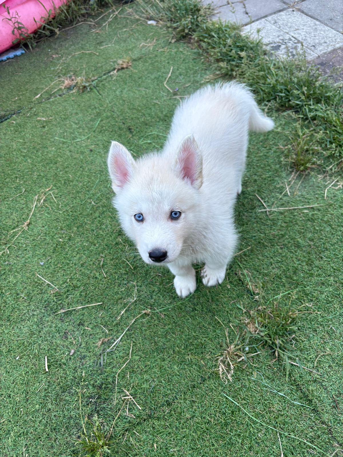 Husky, 15 weken tot 1 jaar, Reu, Eén hond, CDV (hondenziekte)