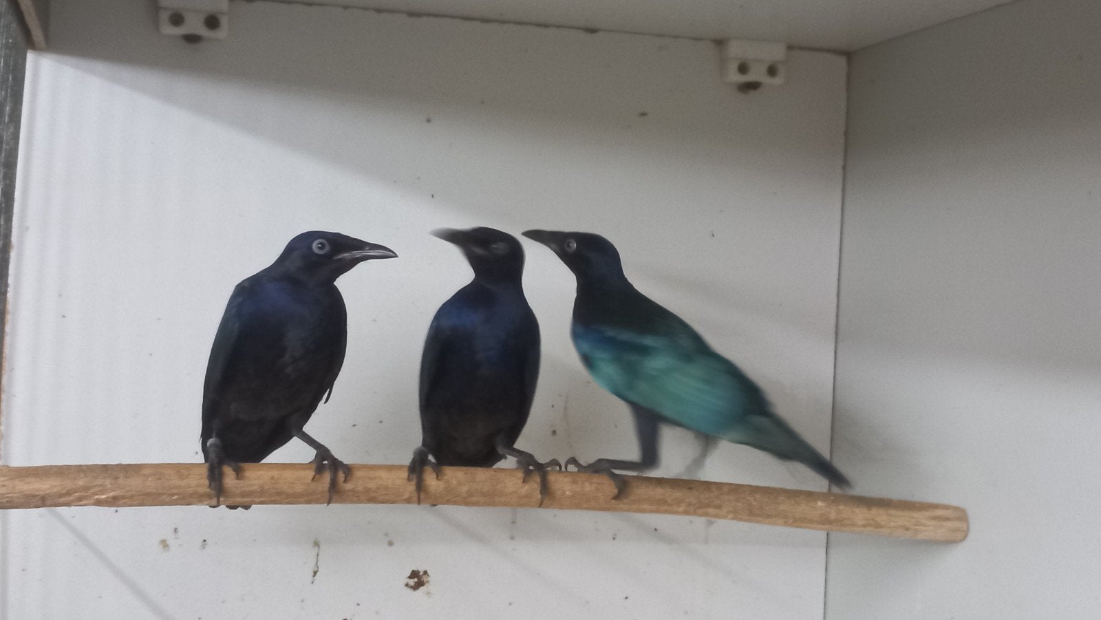 purperglans  spreeuwen, Mannelijk, Tropenvogel, Geringd