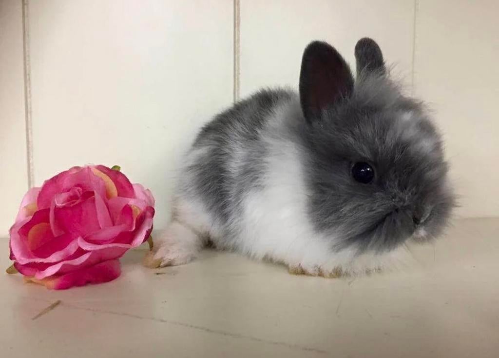 Mini leeuwenkop konijntjes  💕 dwergkonijnen dwergkonijntjes, Dieren en Toebehoren, Konijnen, Meerdere dieren, Dwerg, 0 tot 2 jaar