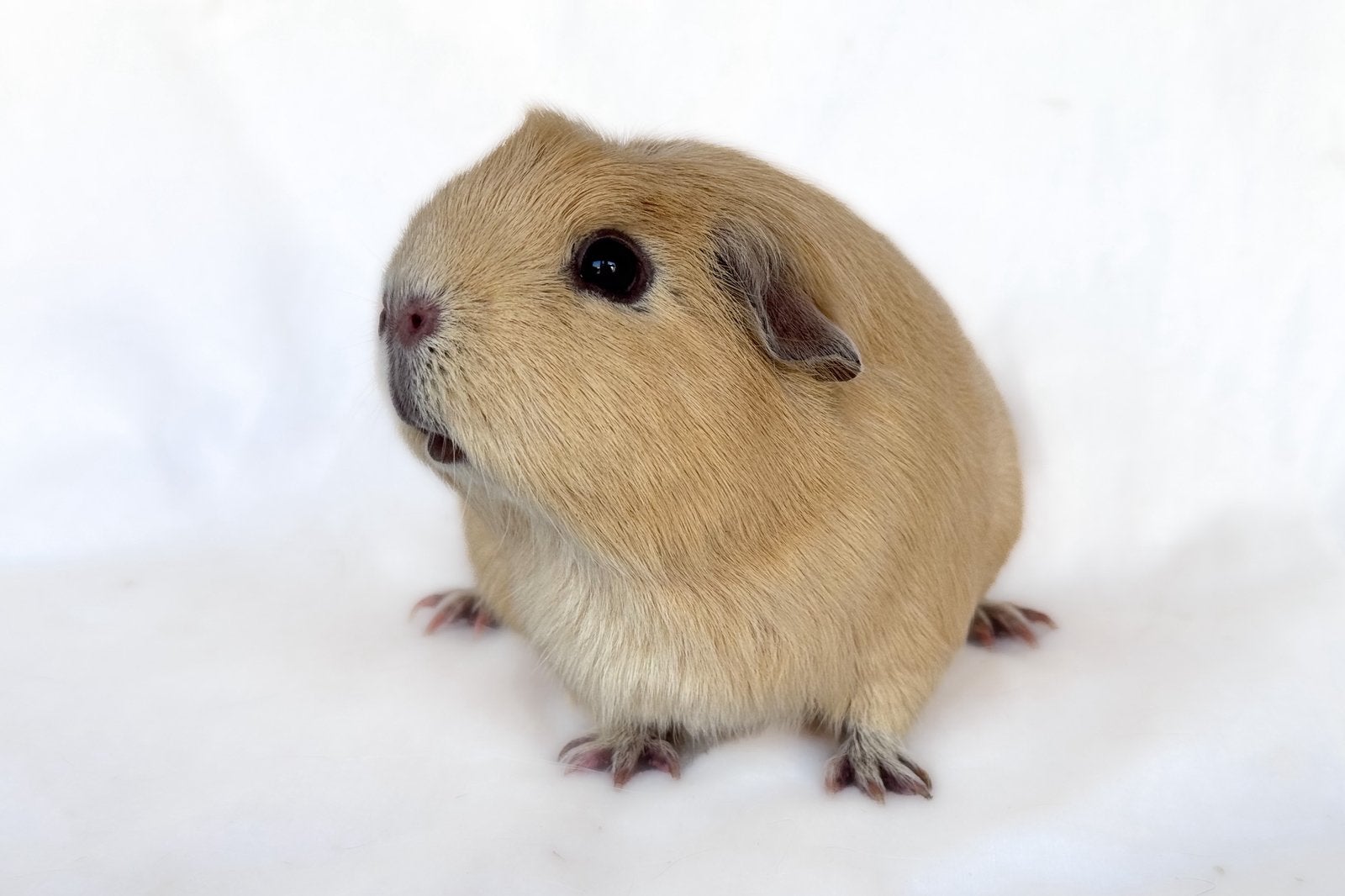 Geweldige Engels Gekruind Creme Zeug, Cavia, December, Vrouwelijk, Tam