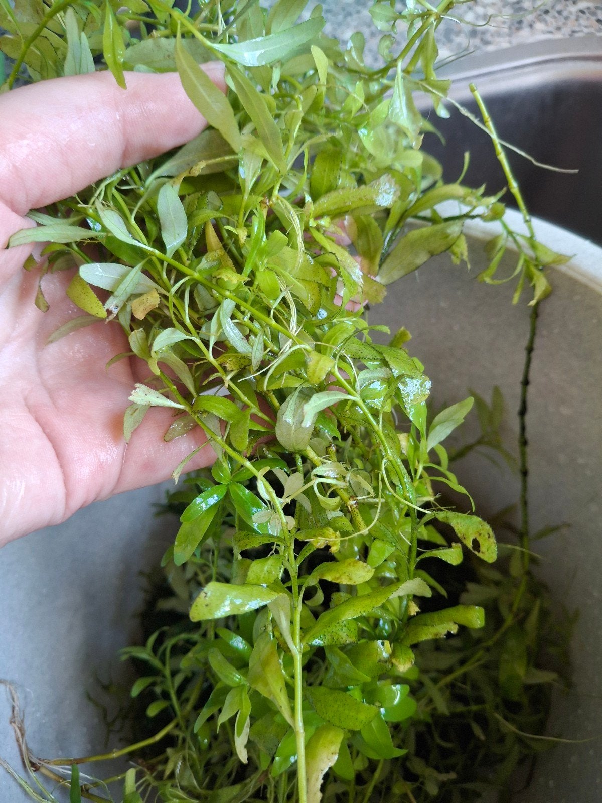 Aquarium plant, Vis