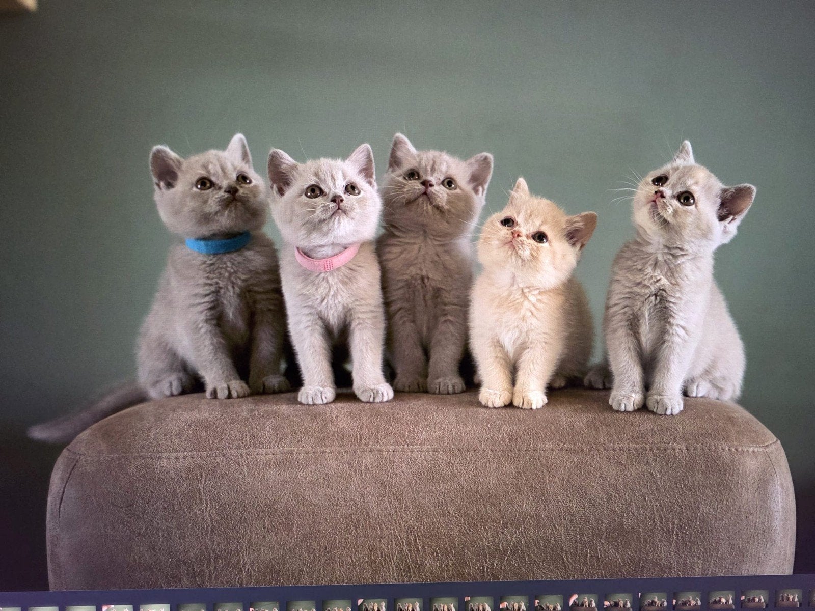 brits korthaar kittens met stamboom, Meerdere dieren, Met stamboom, 0 tot 2 jaar