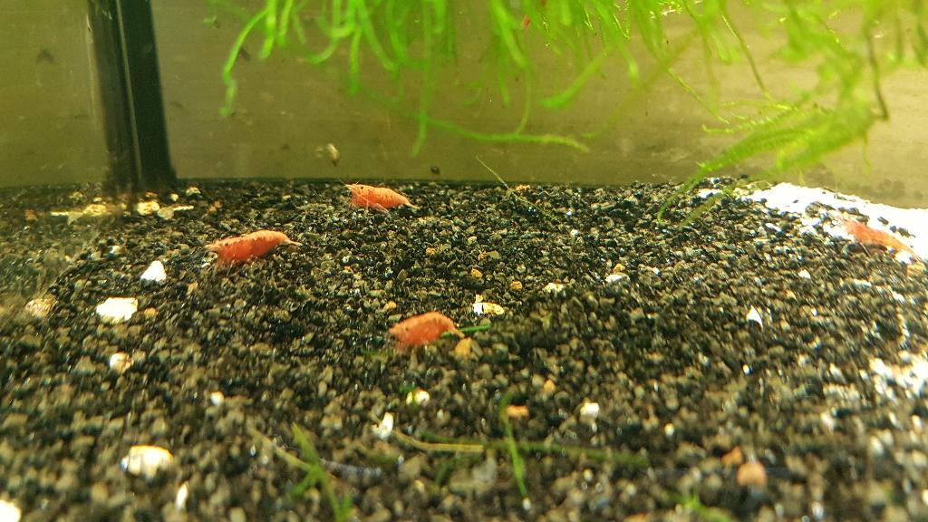 Vuurgarnalen, Kreeft, Krab of Garnaal, Zoetwatervis, Schoolvis