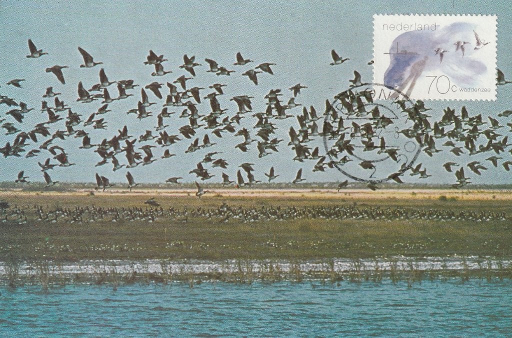 WADDENZEE Eerste Dag Uitgifte Postzegel 8 Juni 1982, Verzamelen, Ansichtkaarten | Nederland, Ongelopen, Waddeneilanden, 1980 tot heden
