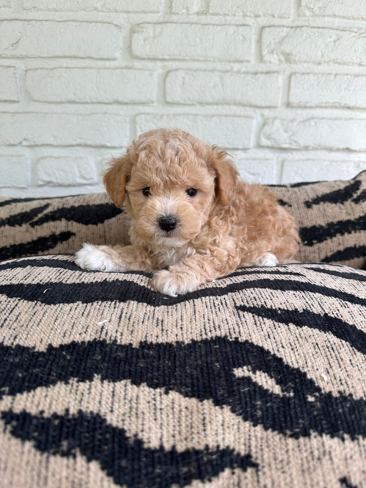 Maltipoo pups maltezer x toy poedel, Parvo, Nederland, Overige rassen, 8 tot 15 weken