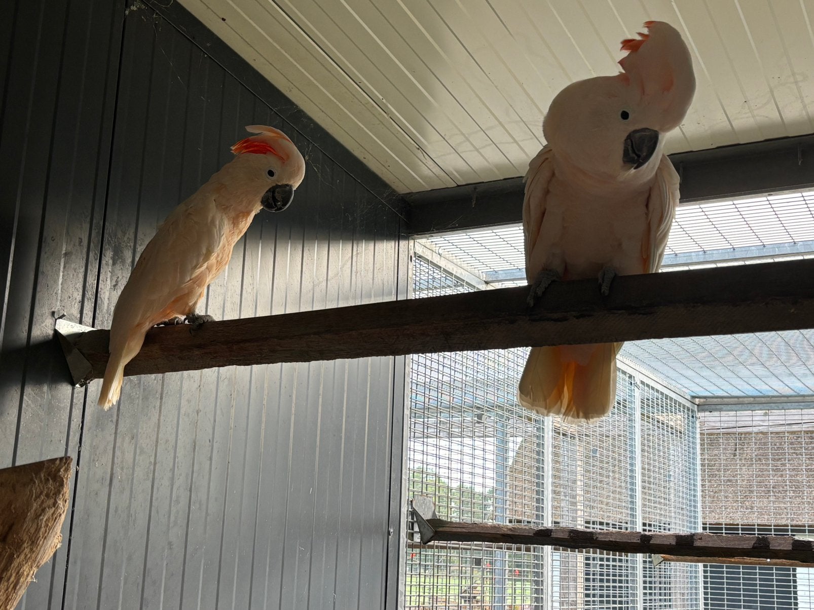 1-1 Molukken Kaketoe, Dieren en Toebehoren, Meerdere dieren, Papegaai