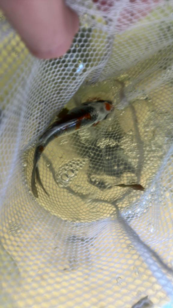 Koikarpertje, Karper of Koi