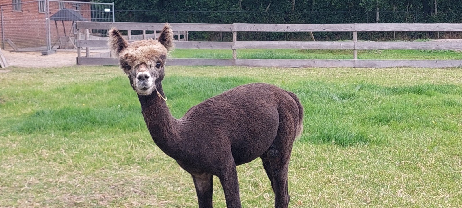 harlekijn appeloosa hengst, Juni, Mannelijk