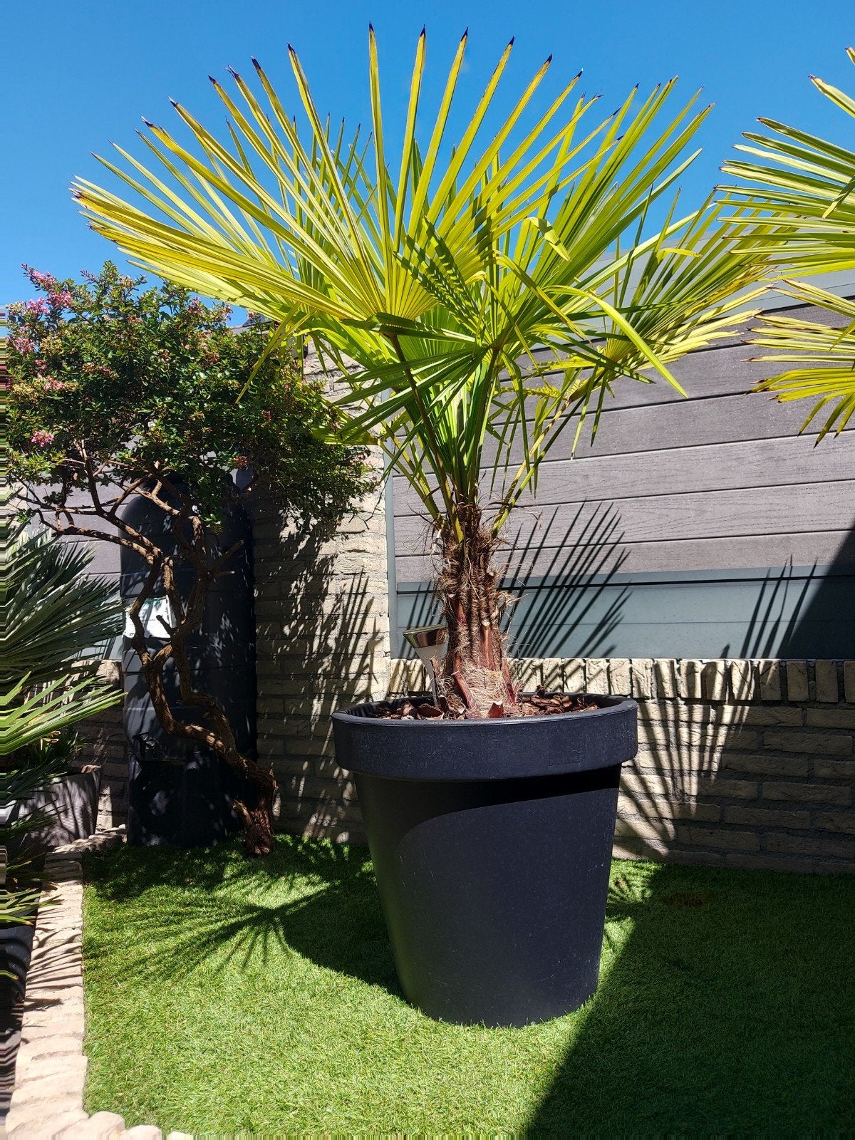 Mooie palmboom Trachycarpus Fortunei Winterhard
 
Fortunei, Volle zon, Vaste plant, Bloeit niet, Ophalen