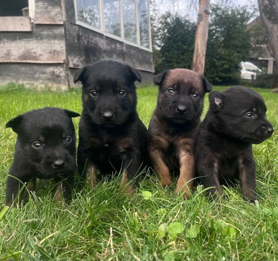 mechelse herder puppy, Dieren en Toebehoren, Meerdere, Meerdere dieren, Herder, Nederland