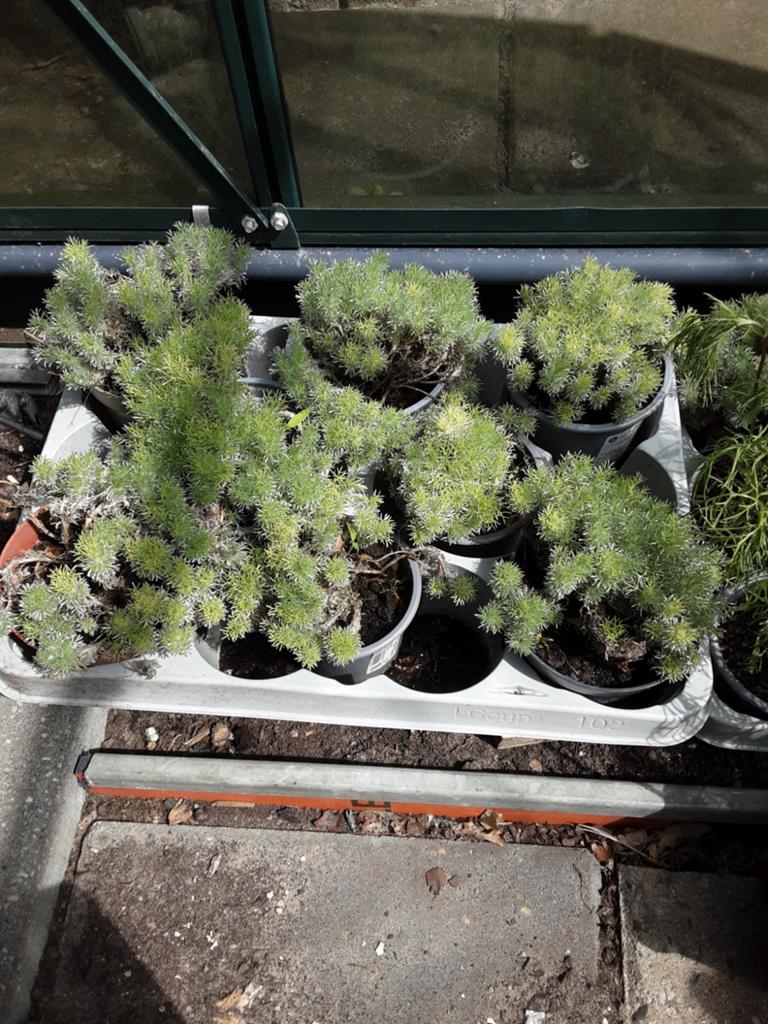 Goudkopje (Cotula hispida) - Vaste Bodembedekker - 12 stuks, Ophalen, Vaste plant, Bodembedekkers, Halfschaduw