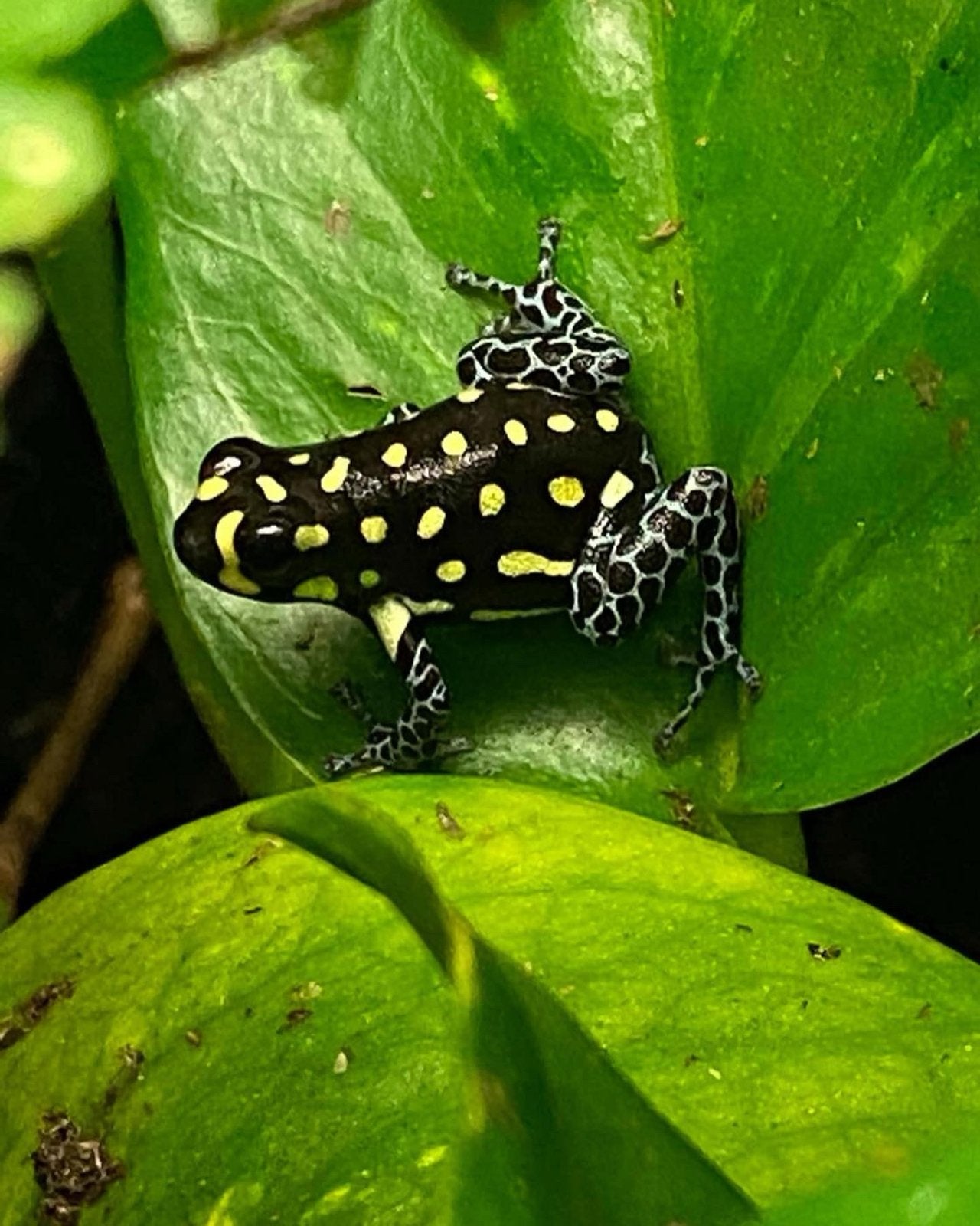 Verschillende soorten gifkikkers Frog photo 7