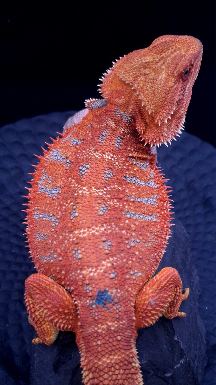 50% Red Monster Extreme Blue Tiger Baardagaam Man (Holdback) Bearded Dragon photo 3