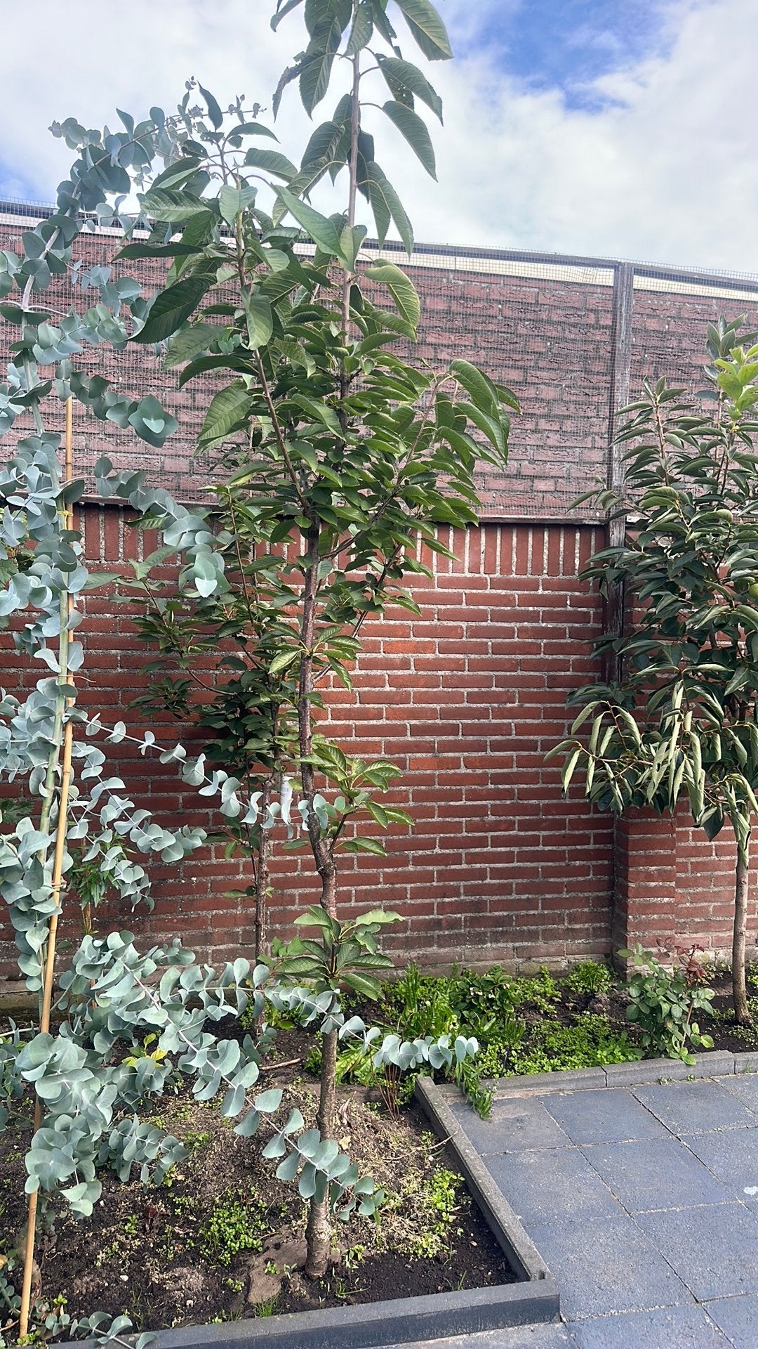 Kersenboom, Tuin en Terras, Ophalen, Volle zon, Overige soorten, Minder dan 100 cm
