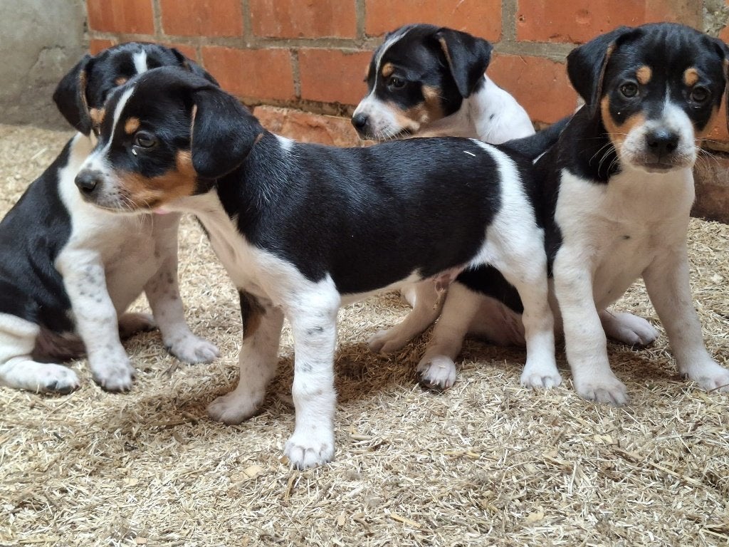 boerenfoxs pups, Overige rassen, 8 tot 15 weken, Parvo, Meerdere