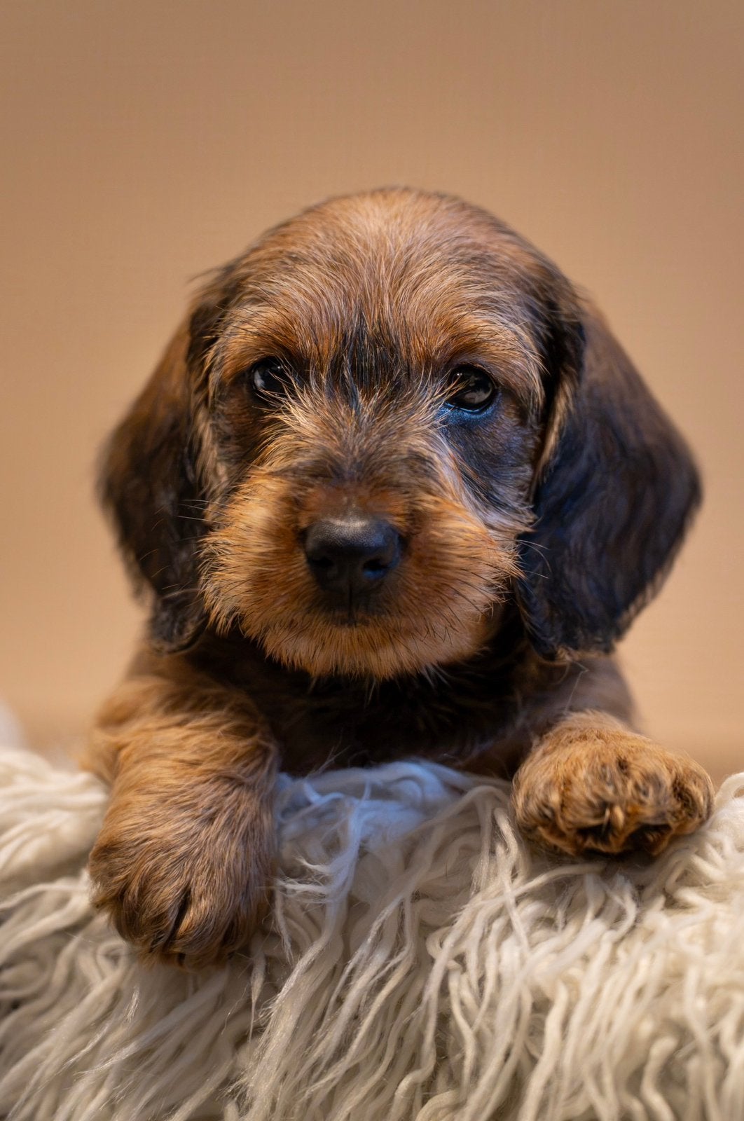 Standaard Ruwhaar Teckel pups met FCI Stamboom, Standaard, Nederland, CDV (hondenziekte), 8 tot 15 weken