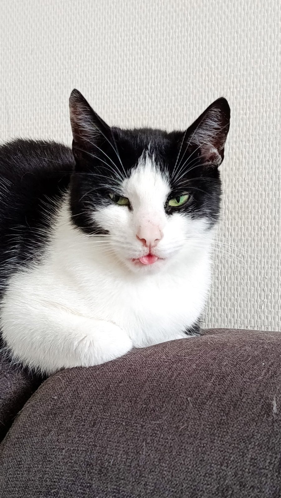 Zwart-witte kat Julia, Poes