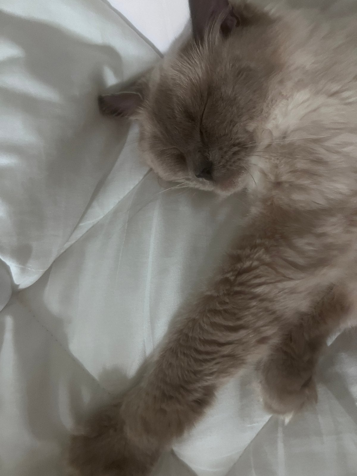 DEKKATER SKY, Dieren en Toebehoren, Kater, Ontwormd, 0 tot 2 jaar