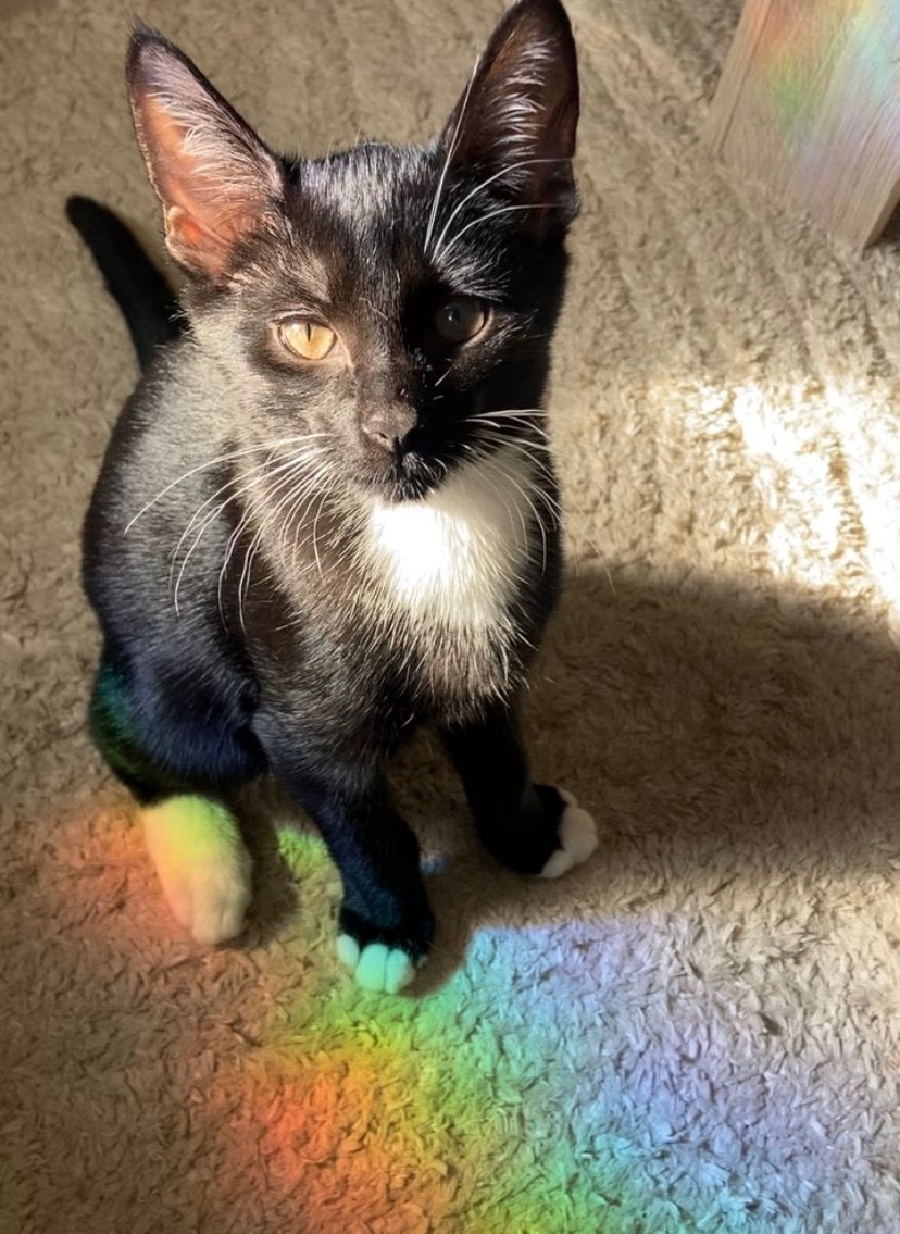 Super lieve zwart met witte kitten geboren op 2 juni, Geslacht onbekend, Kortharig