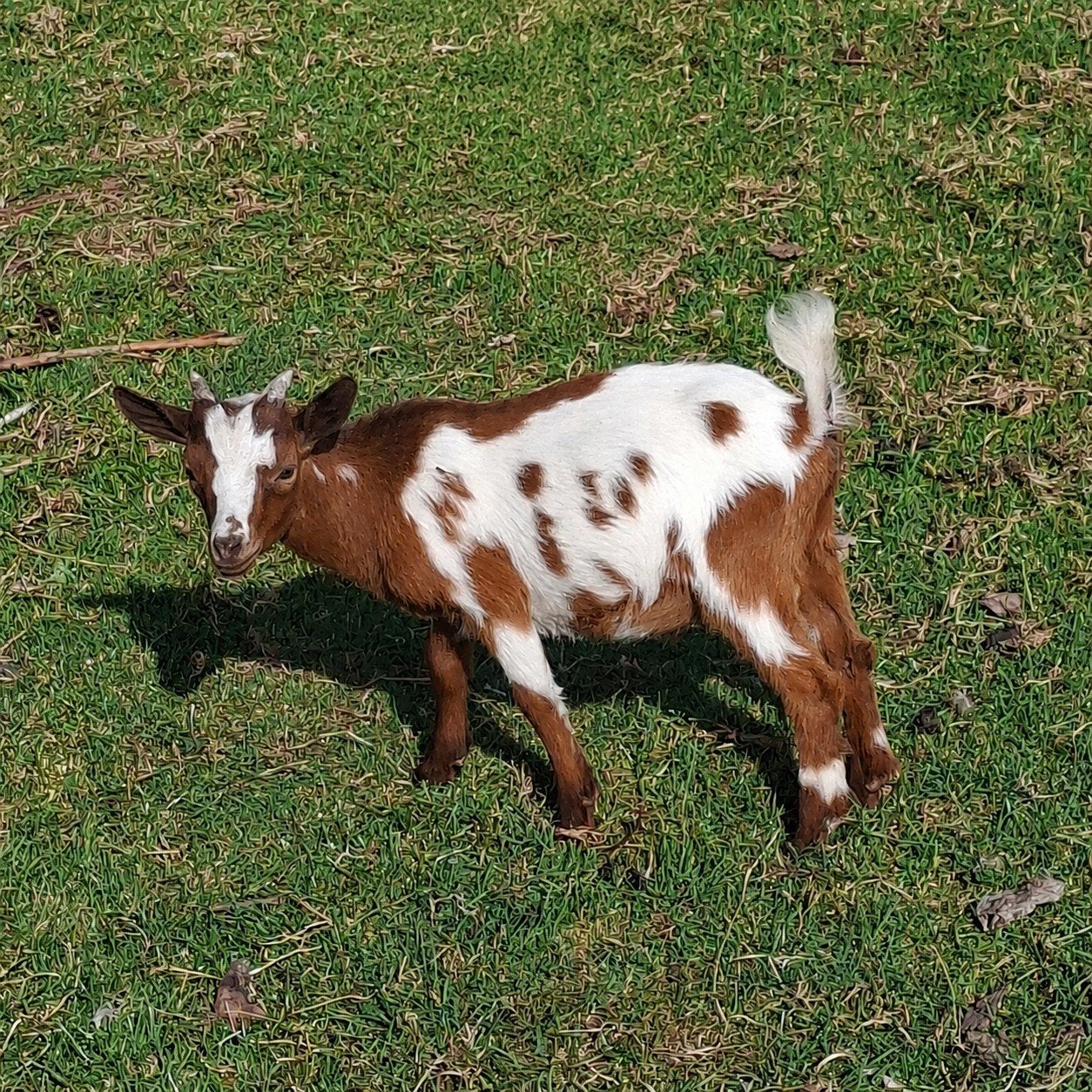 Dwerggeit bokje, Dieren en Toebehoren, Schapen, Geiten en Varkens, Mannelijk, Geit, 0 tot 2 jaar