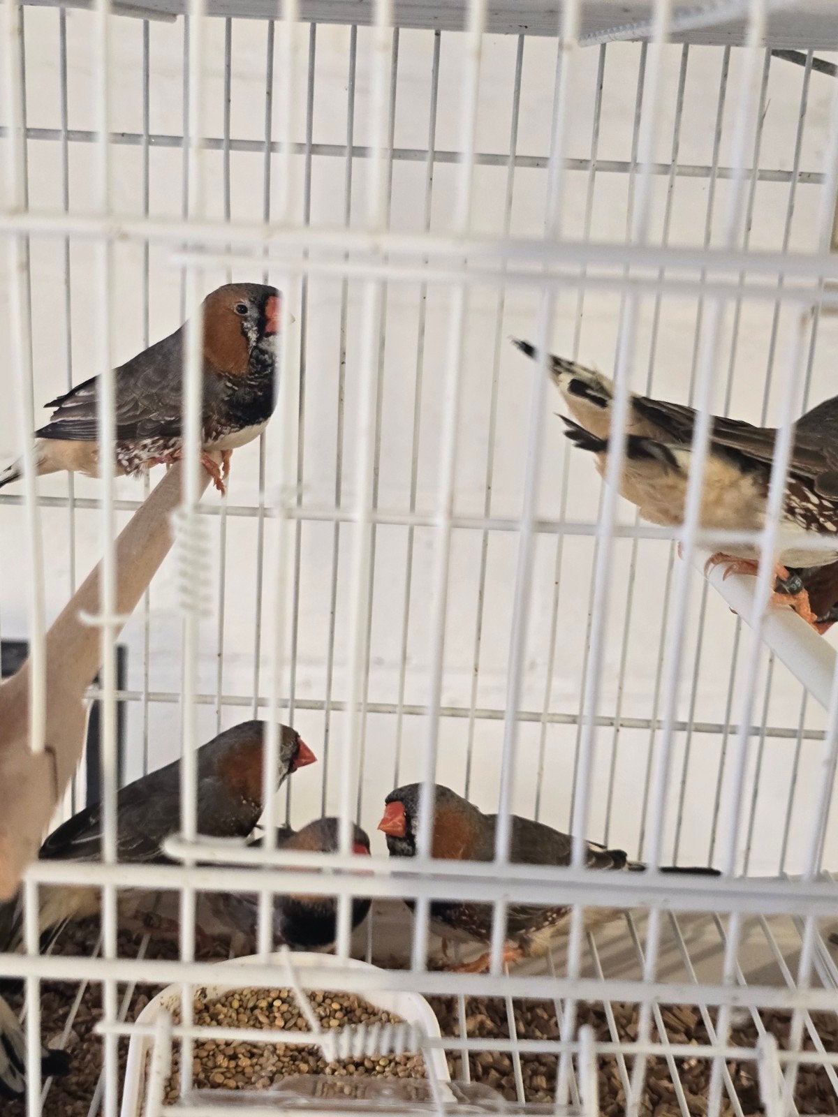 Grote Zwartborst zebravinken koppels 2026

Vraagprijs is 20€, Dieren en Toebehoren, Meerdere dieren, Tropenvogel