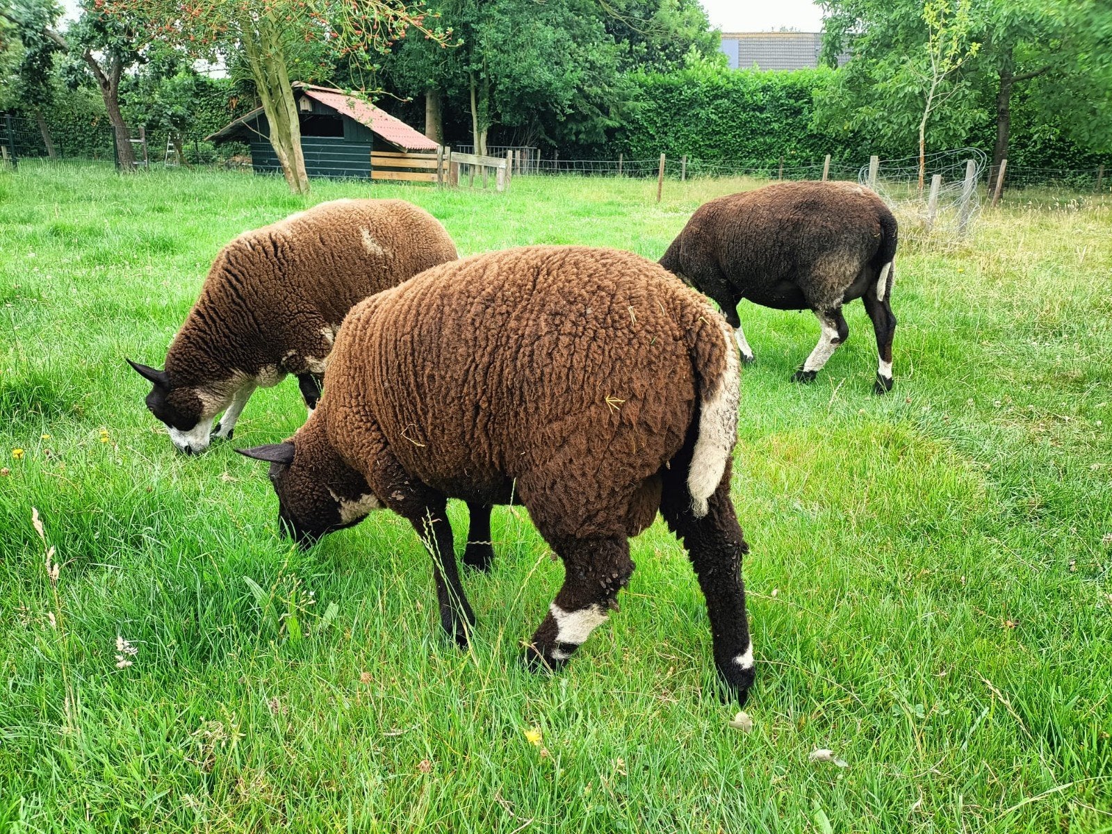 Goed ontwikkelde bonte ram, Dieren en Toebehoren, Schapen, Geiten en Varkens, Meerdere dieren, Schaap