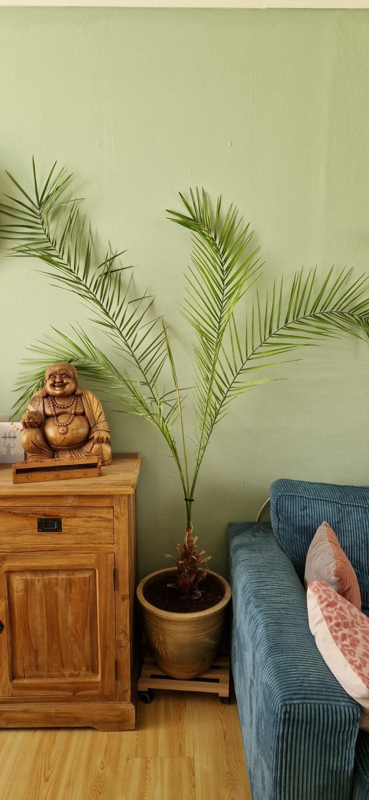 Palm palmboom, Ophalen, Halfschaduw, 150 tot 200 cm