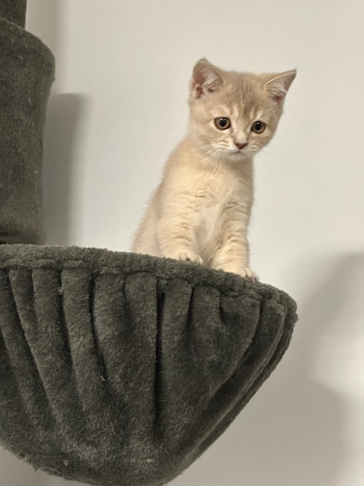 Britse korthaar kitten, Meerdere dieren
