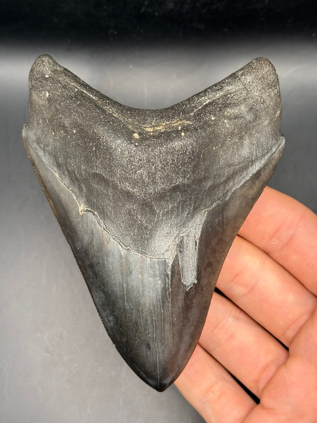 Megalodon haaientand fossiel Georgia, Ophalen of Verzenden, Fossiel