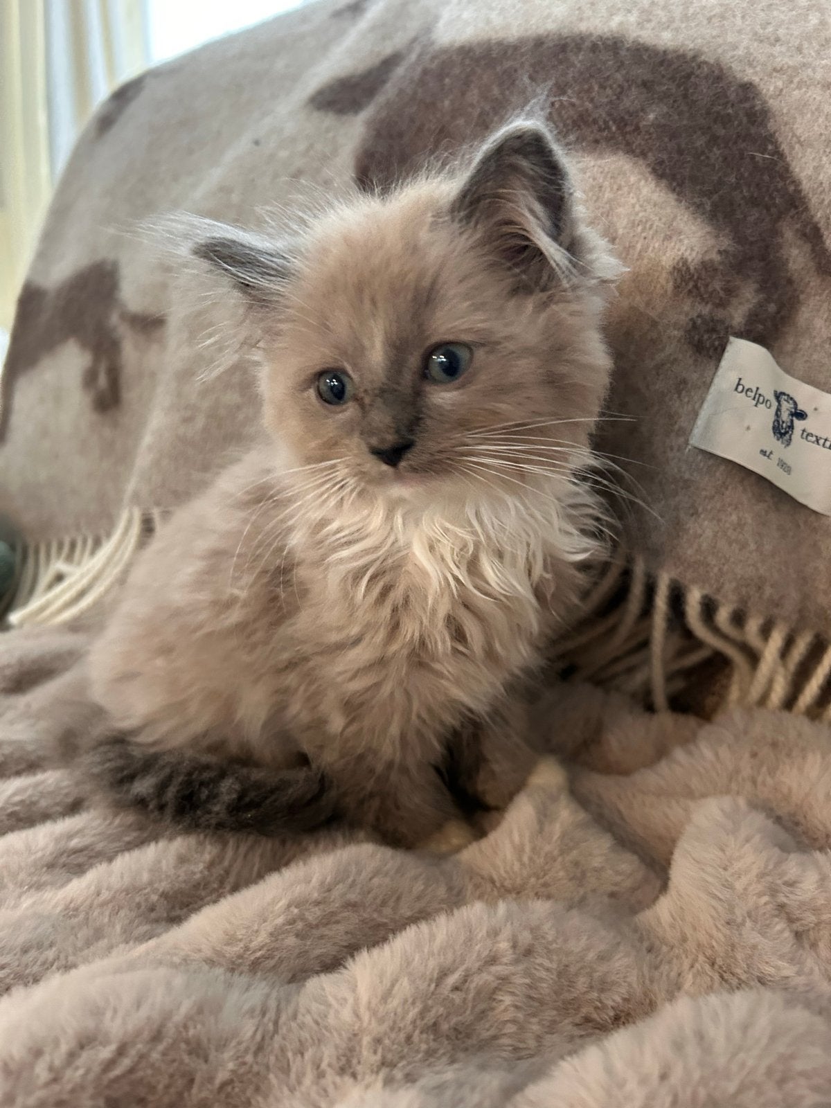 Ragdoll kittens, Kater, Ontwormd, 0 tot 2 jaar
