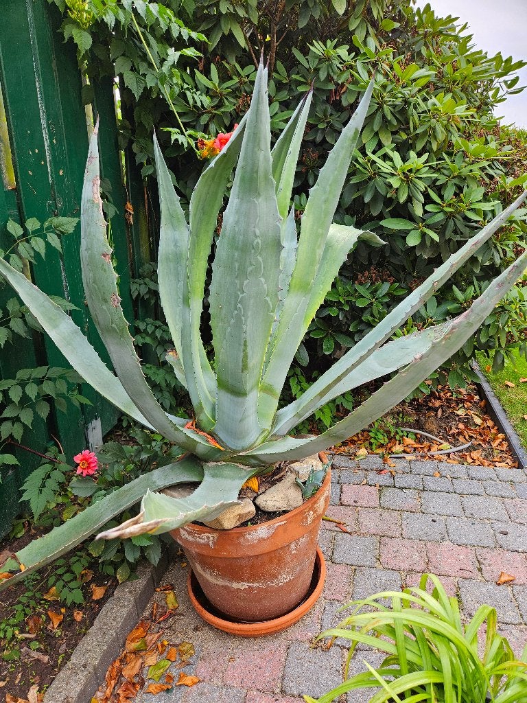 Grote oude Agave, Ophalen, 100 tot 150 cm, Overige soorten, In pot