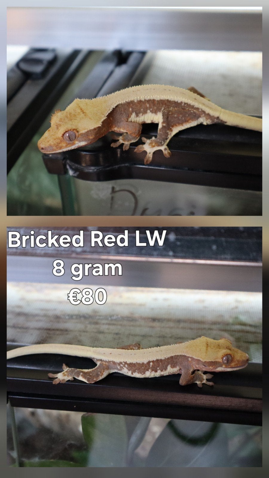 0.0.1 Wimpergekko (Crested Gecko) Red Lilly White, Dieren en Toebehoren, Hagedis, Tam, 0 tot 2 jaar