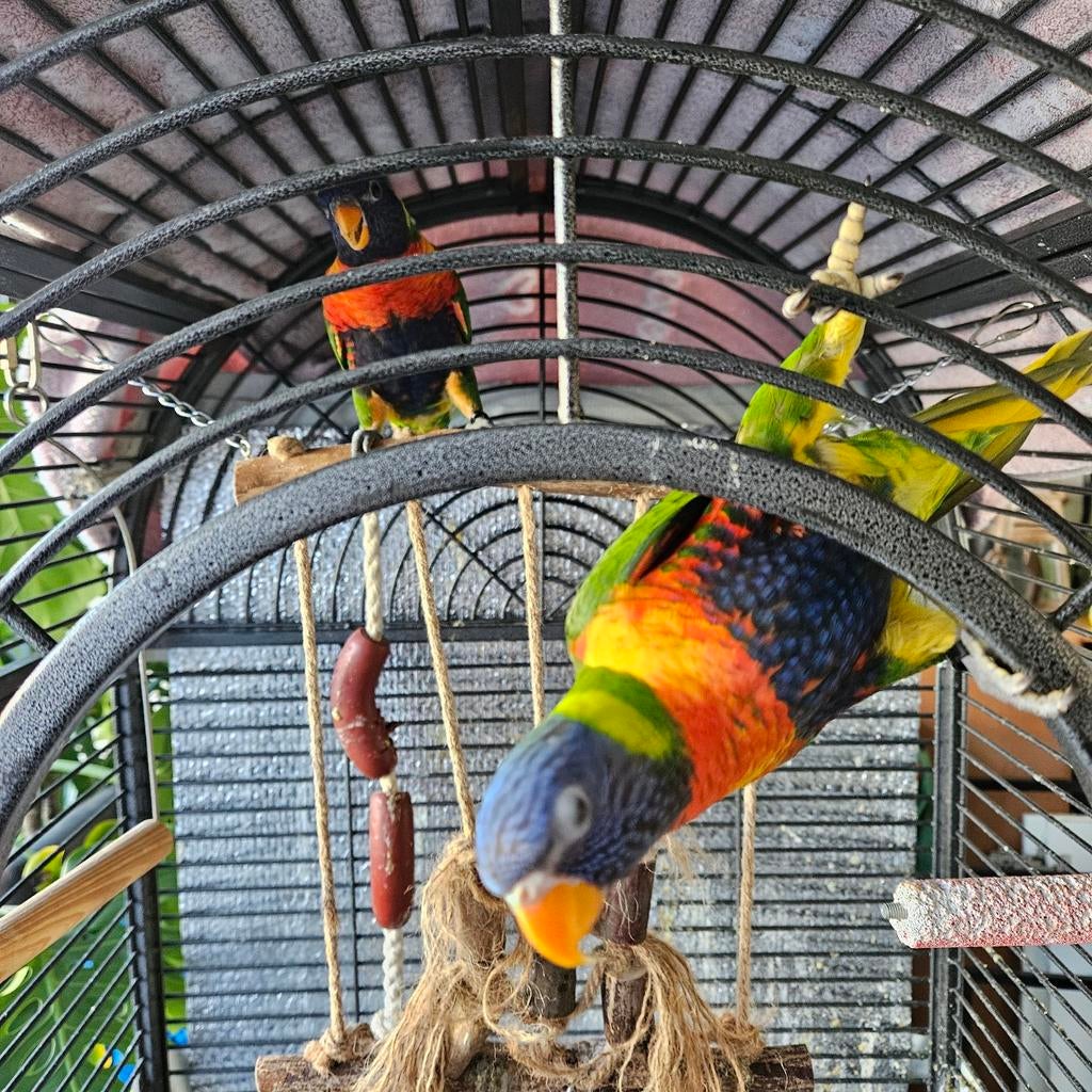 Lori, Meerdere dieren, Parkiet