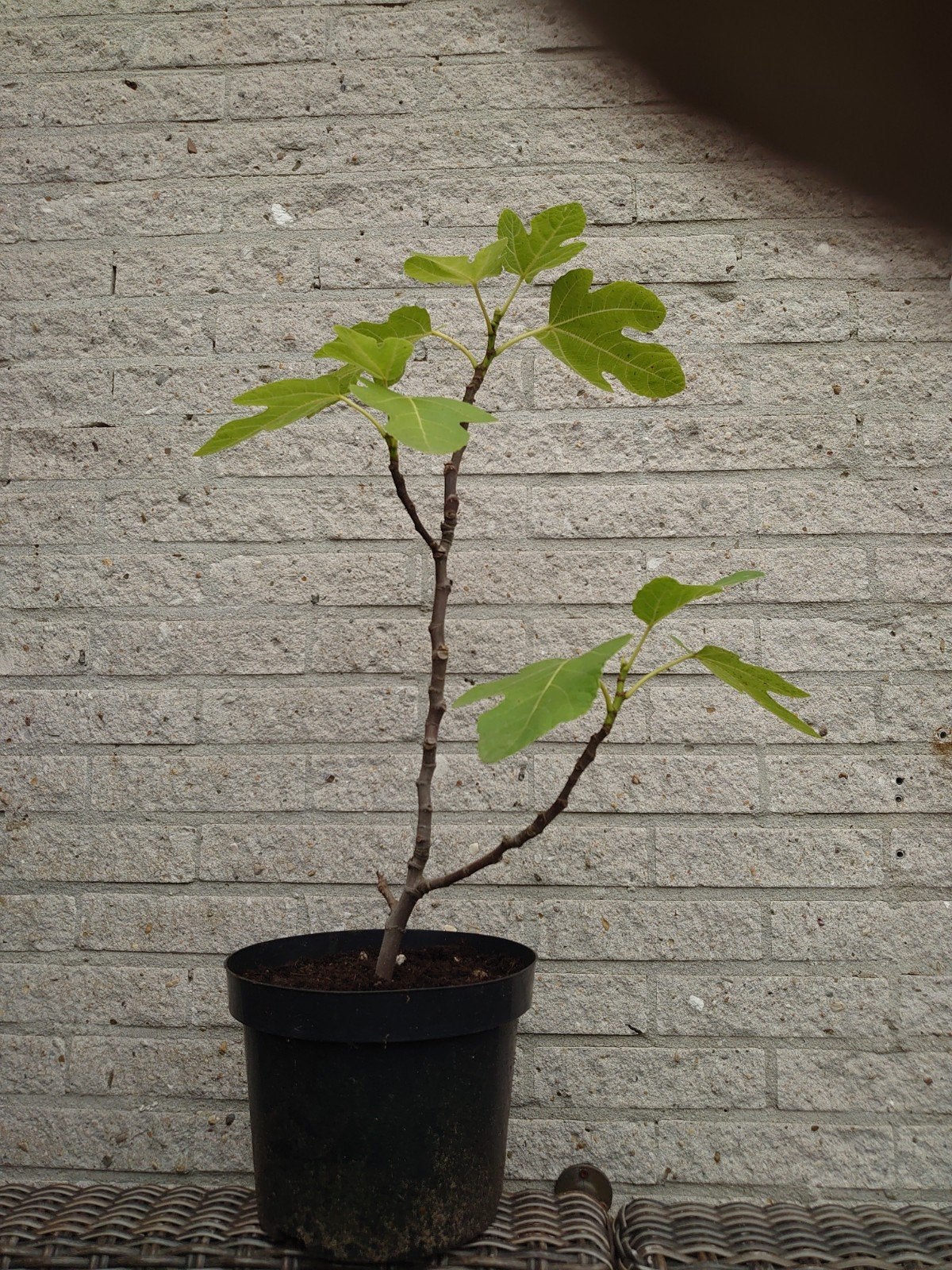 Vijg inclusief pot, Ophalen, Minder dan 100 cm, Vijgenboom, Zomer