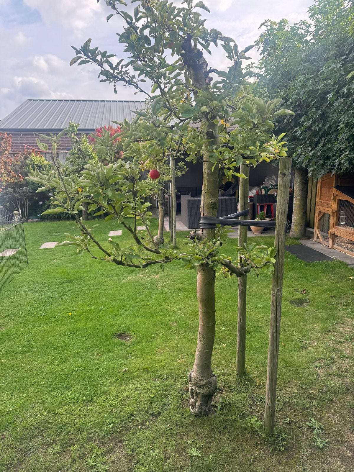 Appelboom - elstar malus, Ophalen, Lente, Volle zon, Appelboom