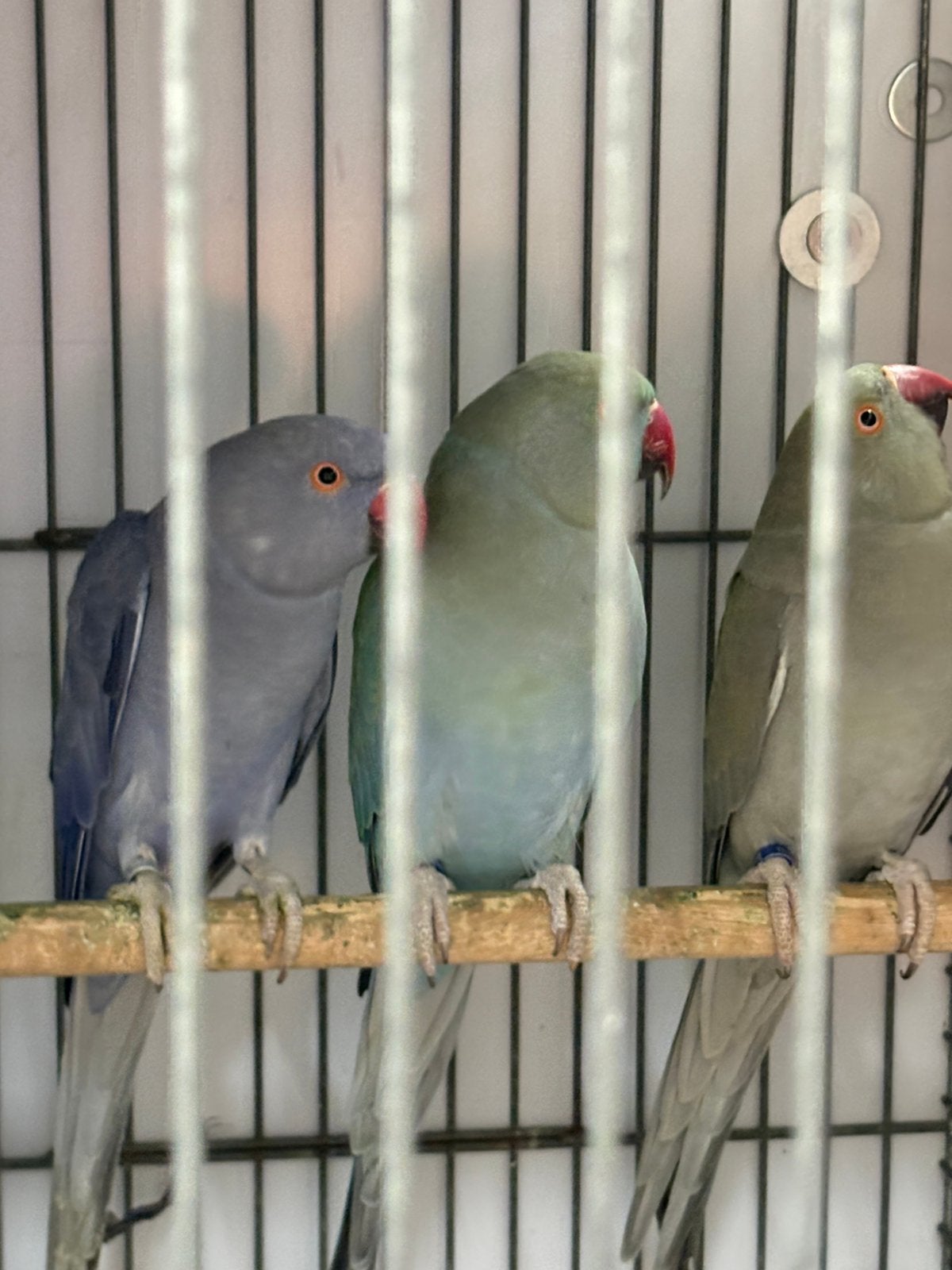 Drie broedrijpe halsband poppen, Dieren en Toebehoren, Vogels | Parkieten en Papegaaien, Vrouwelijk, Parkiet, Geringd