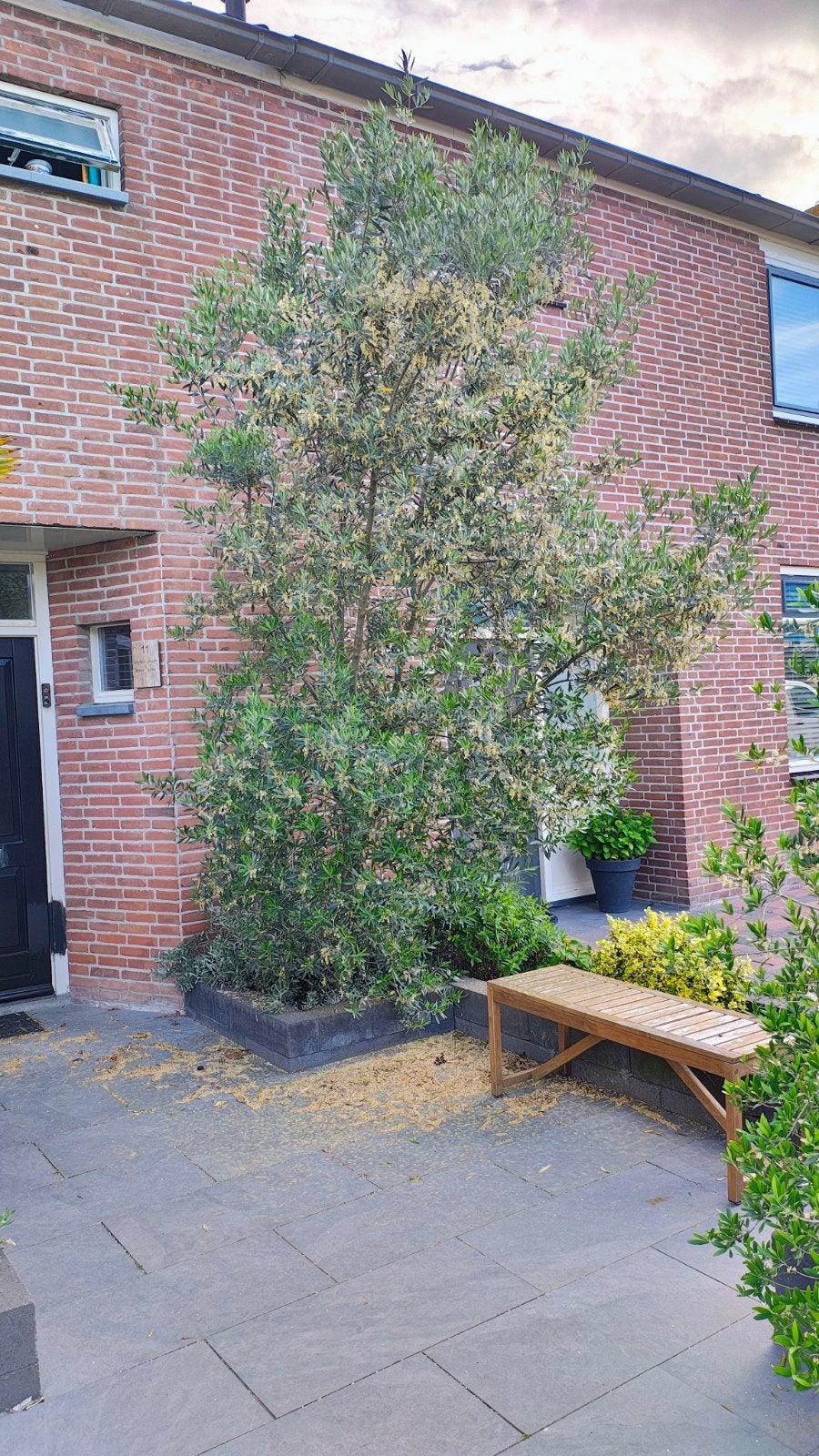 Olijven, Ophalen, Halfschaduw, Overige soorten, 100 tot 250 cm