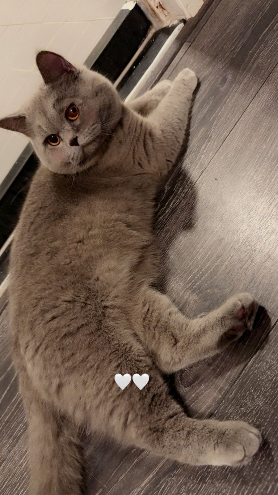 Britse kort haar, Kater