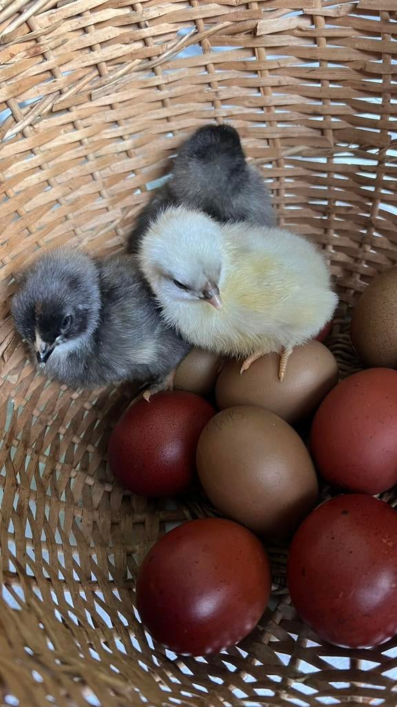 Groenlegger, olive egger kuikens, Dieren en Toebehoren, Meerdere dieren, Kip