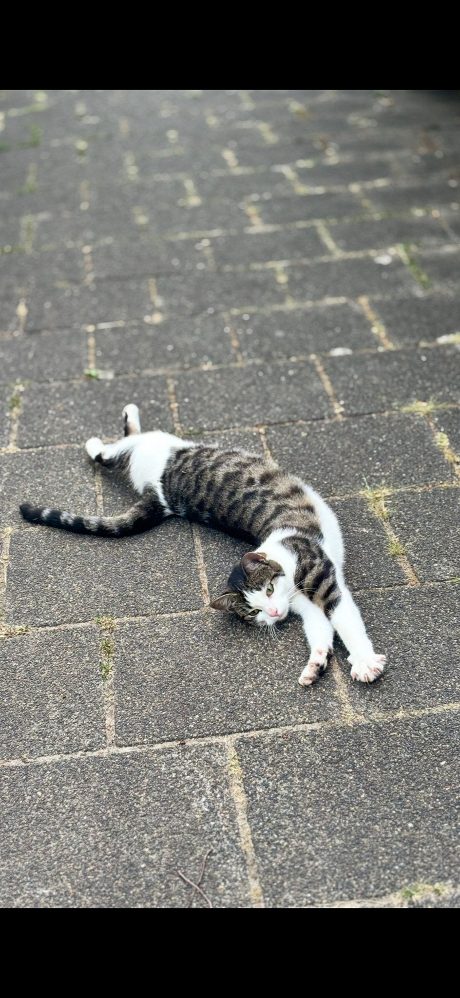 Met spoed huisje gezocht voor Mollie, Poes, Kortharig, 0 tot 2 jaar