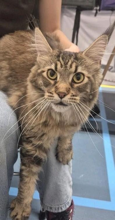 Mooi black tabby ticked poes met stamboom, Poes, Met stamboom, 0 tot 2 jaar